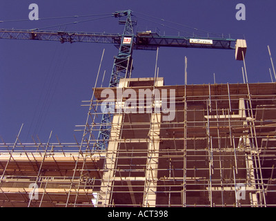 Cerca fino a Blue Crane contro un cielo blu scuro Foto Stock