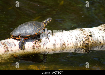 Dipinto di fango turtle Chelydra serpentina bagni di sole sul registro di betulla. Gull Lago Nisswa Minnesota USA Foto Stock