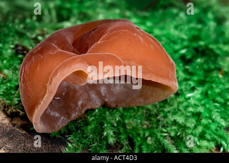 Gli ebrei orecchio padiglione auricolare Auricularia judae Foto Stock