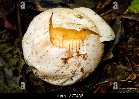 Stinkhorn Phallus impudicus uovo appena apertura Foto Stock