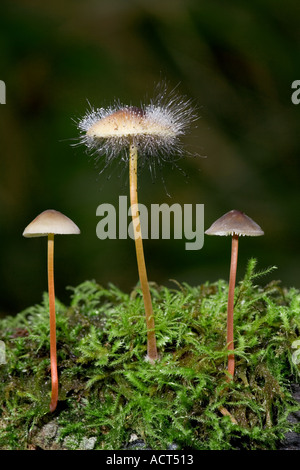 Stampo cofano Spinellus fusiger cresce su un Mycena Foto Stock