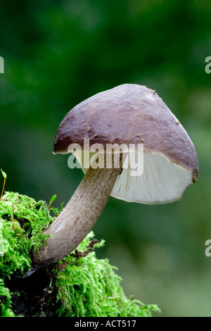 Deer Shield pluteo cervinus Foto Stock