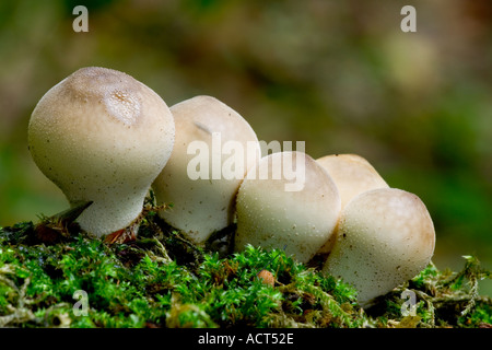 Il moncone Puffball Lycoperdon pyriforme Foto Stock