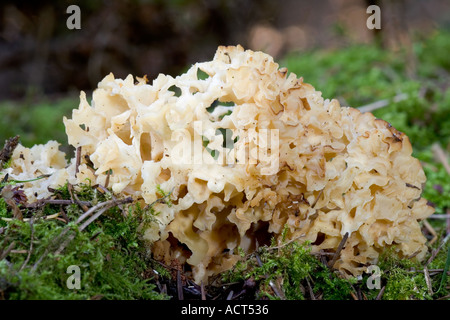 Cavolfiore legno Sparassis crispa Foto Stock