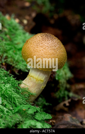 Il miele fungo Armillaria Mellea Foto Stock