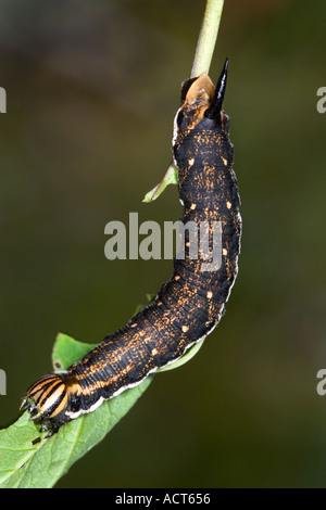 Convolvulus Hawk moth Agrius convolvuli larve avanzamento sul campo centinodia potton bedfordshire Foto Stock