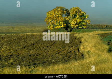 Paesaggio nebuloso con un campo arato e un Lone Tree con foglie di autunno Fouriesburg Sud Africa Foto Stock