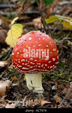 Fly Agaric amanita muscaria vicino la vista del bel rosso con whit cappuccio macchiato il lodge Sandy Bedfordshire Foto Stock