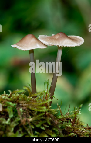 Bella coppia di cofano comune Mycena galericulata crescente sulla coppa di muschio con bella fuori fuoco sfondo il lodge letti di sabbia Foto Stock