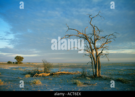 Etosha paesaggio con un albero morto sul bordo del sale di Etosha Pan Etosha Namibia Foto Stock