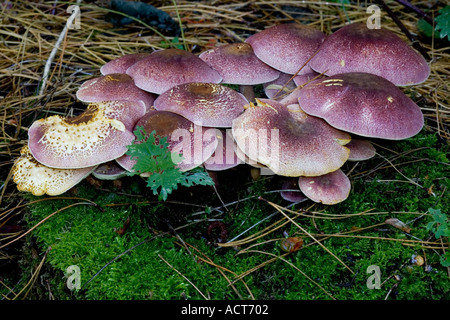 Le prugne e crema pasticcera Tricholomopsis rutilans bel gruppo crescente sul log stamford plantation bedfordshire Foto Stock