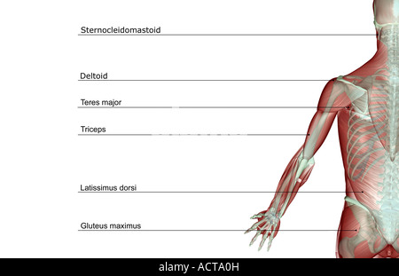 Il musculoskeleton dell'arto superiore Foto Stock