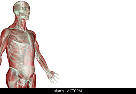 Il musculoskeleton dell'arto superiore Foto Stock