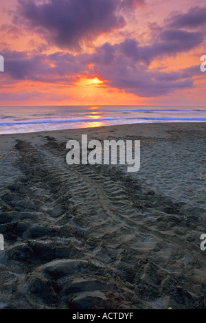 Tartaruga Liuto la via che porta indietro al mar dei Caraibi a sunrise Foto Stock