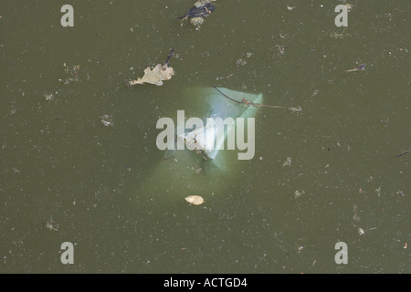 Sporco inquinata stagnante acqua di stagno Foto Stock