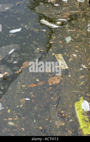 Sporco inquinata stagnante acqua di stagno Foto Stock