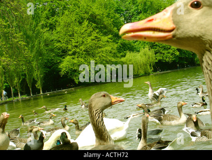 Oche e anatre in un lago Gaense und Enten im vedere Foto Stock