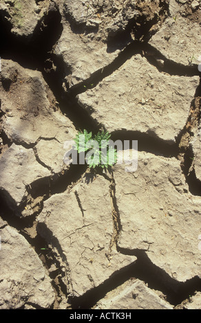 Vista da direttamente al di sopra di essiccato incrinato la terra con il giovane pianta di comune o di ortica lottando per crescere tra le incrinature Foto Stock