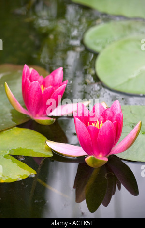 Due acqua rossa Lilly fiori REGNO UNITO Norfolk Foto Stock