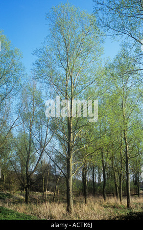 Piantagione di salice bianco o di Salix alba nel primo risciacquo fresco di inizio primavera verde con erbe secche sotto e cielo blu sopra Foto Stock