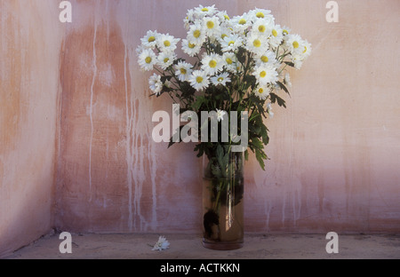 Vaso di vetro sul davanzale con parete in gesso dipinto di rosa ma parziali contenenti bianco-giallo petalled-centrato crisantemo massimo Foto Stock