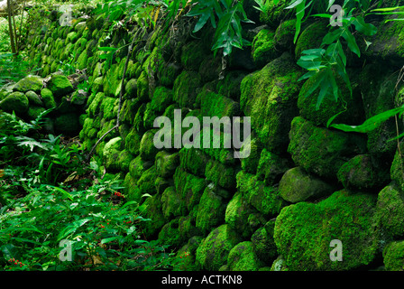 Coperte di muschio rocce alle rovine del tempio di Iliiliopae Heiau Molokai Hawaii Foto Stock