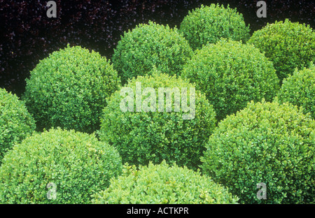 Luce casella verde o arbusti Buxus ritagliati in sfere di basso contrasto con Deep Purple di Crespino siepe o Berberis thunbergii Foto Stock