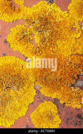 Close up di profondo giallo e arancione patch di licheni Xanthoria parietina arancione sul muro di mattoni e rassomiglia paesaggio lunare Foto Stock