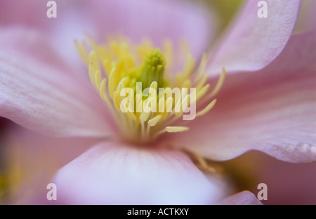 Close up di un singolo fiore di Clematis Montana Elizabeth mostra cartaceo rosa pallido e petali di colore giallo pallido stami e lo stigma Foto Stock