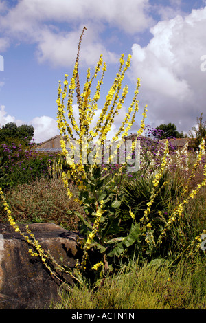 Molène. CELSIA. MULLEIN. Foto Stock