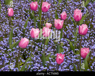 Tulipani e Dimenticate-me-not in un letto di strada fiorito curato da volontari nella graziosa cittadina di mercato di Kingsbridge. South Hams, Devon, Regno Unito Foto Stock