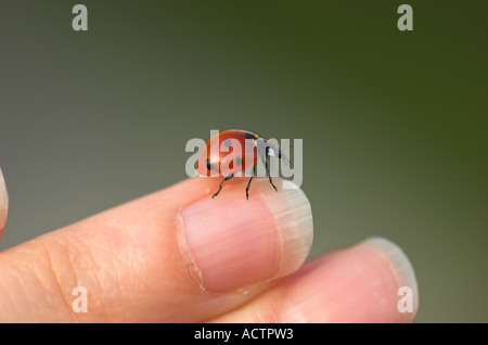 Coccinella sul dito Foto Stock