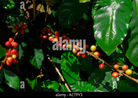 Close up della maturazione in rosso i chicchi di caffè sulla boccola sull isola di Molokai Hawaii Foto Stock