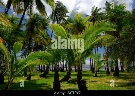 Royal Palms in Kapuaiwa Coconut Grove isola di Molokai Hawaii Foto Stock