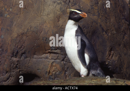 Fiordland pinguino crestato, Fiordland, Nuova Zelanda Foto Stock