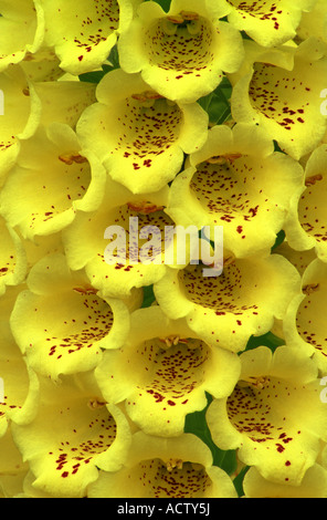 Close-up di fiori Foxglove (Digitalis) Foto Stock