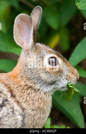 Coniglio silvilago fino in prossimità della testa mentre mangia la vegetazione Foto Stock
