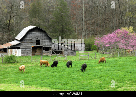 Una scena pastorale con bestiame al pascolo e la molla della fioritura degli alberi nelle zone rurali del Nord Carolina vicino Bryson City USA Foto Stock