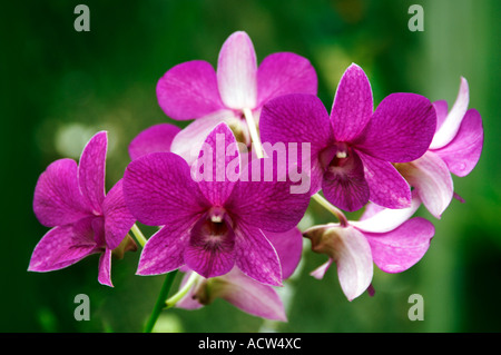 Orchidee rosa a un vivaio tropicale in Florida Keys USA Foto Stock
