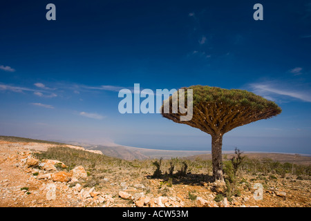 La lugubre dragonblood tree Dracaena Cinnabari endemico dell'isola di Socotra Yemen Foto Stock