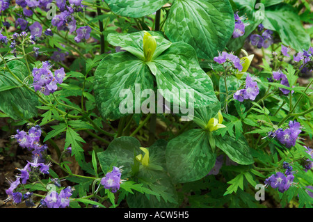 Trillium giallo e viola Phacelia fiori in Great Smokey Mountains National Park, Tennessee, Stati Uniti d'America. Foto Stock