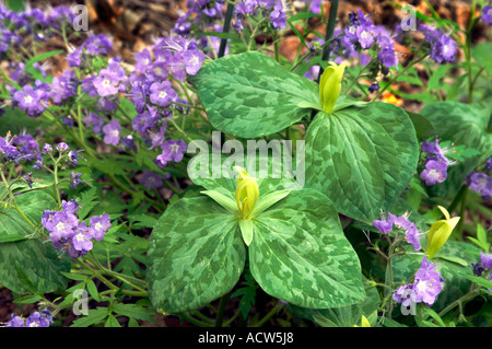 Trillium giallo e viola Phacelia fiori in Great Smokey Mountains National Park, Tennessee, Stati Uniti d'America. Foto Stock