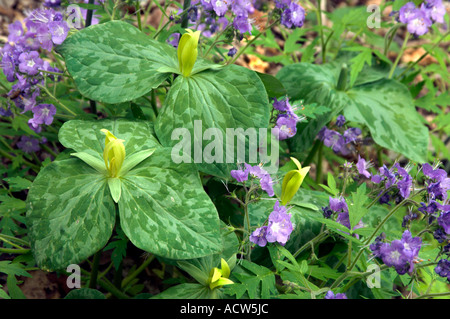 Trillium giallo e viola Phacelia fiori in Great Smokey Mountains National Park, Tennessee, Stati Uniti d'America. Foto Stock