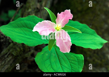 Una matura large white trillium millefiori con insetti in primo piano il Great Smoky Mountain National Park USA Foto Stock