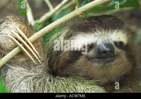 Un primo piano di tre dita bradipo faccia in un albero vicino a Puerto Limon Costa Rica Foto Stock