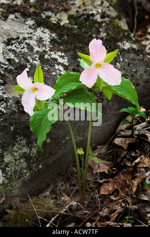 Coppia rosa bianco grande trillium fiori selvatici in Great Smoky Mountain National Park USA Foto Stock