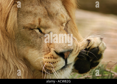 Lion pulizia dopo il suo pranzo Foto Stock