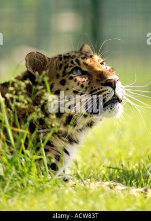 Amur Leopard cerca come il burro non farebbe fondere Foto Stock