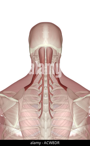 I muscoli del collo Foto Stock