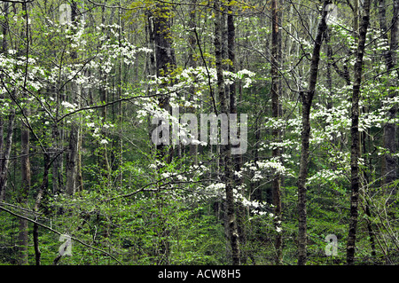 Bianco Fiori di corniolo nelle foreste del Parco Nazionale di Great Smoky Mountains, STATI UNITI D'AMERICA. Foto Stock